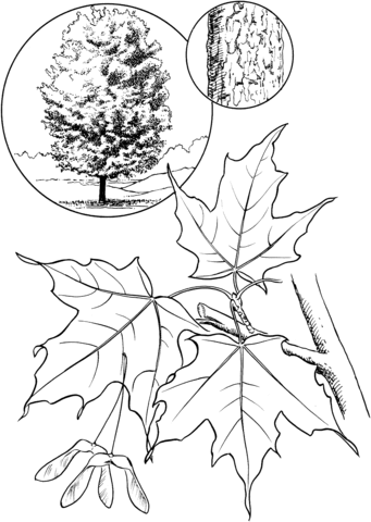 Sugar Maple Tree Coloring Page